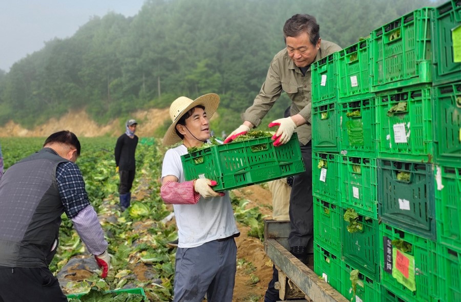 도민속으로, 고랭지배추 수확 사진2