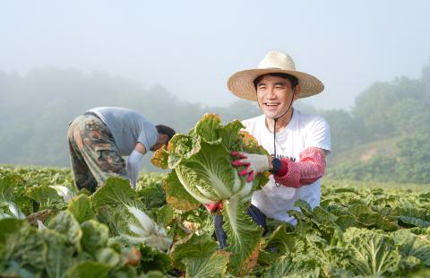 도민속으로, 고랭지배추 수확